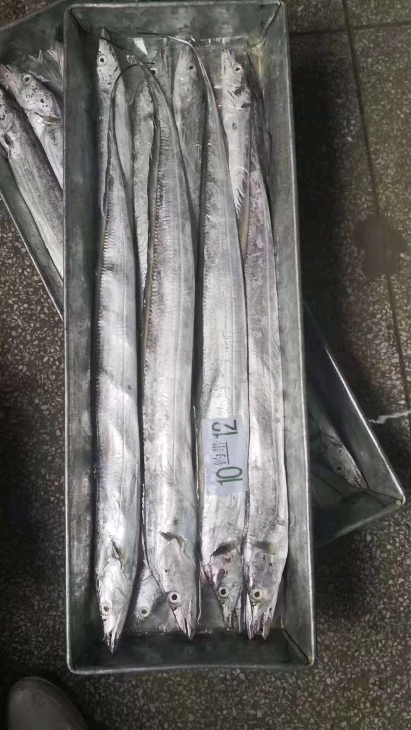 渤海湾带鱼