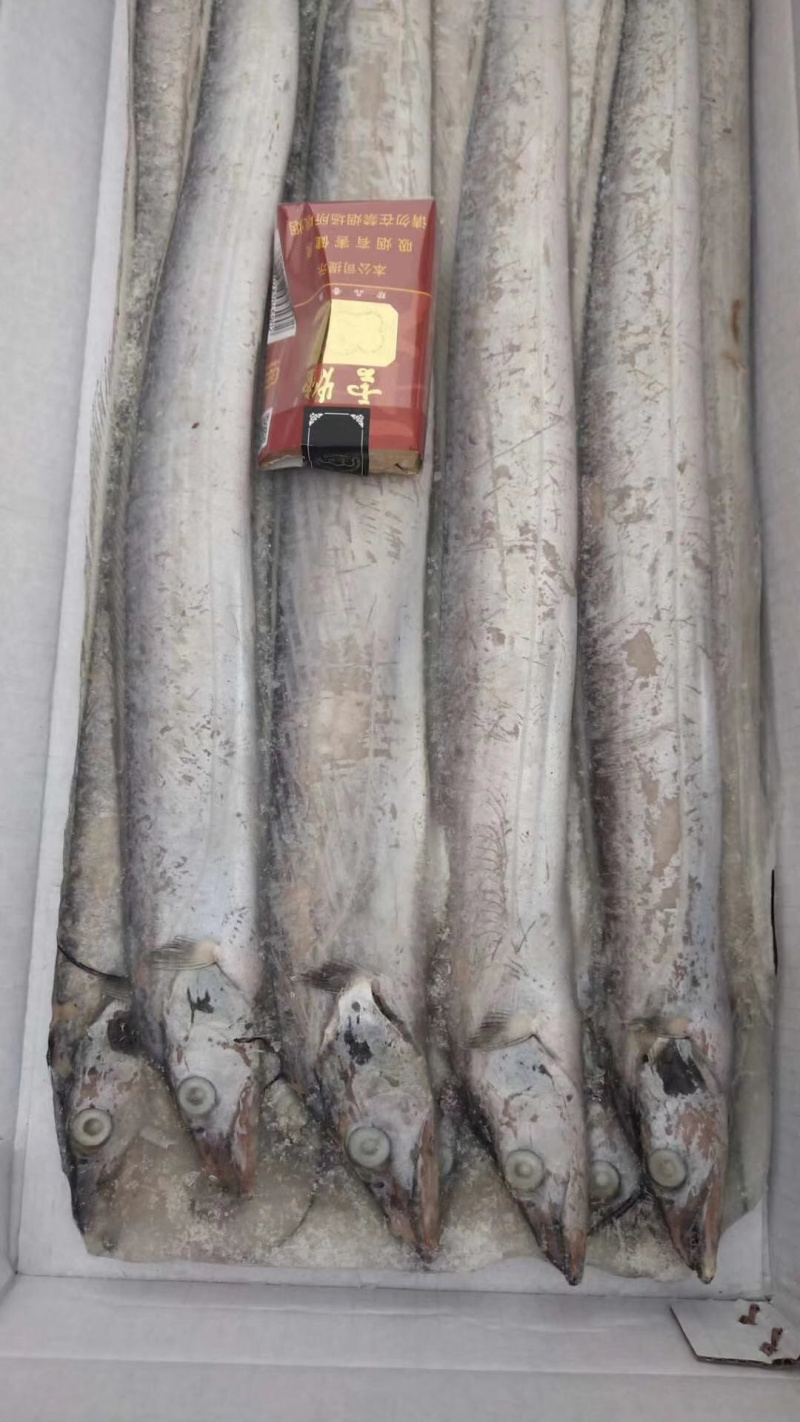 渤海湾带鱼
