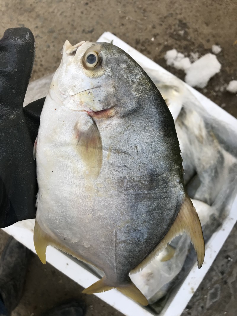 金鲳鱼新鲜金鲳鱼海鲜水产大鲳鱼镜鱼平鱼大金鲳