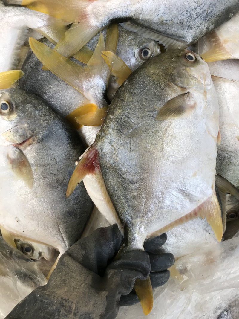 金鲳鱼新鲜金鲳鱼海鲜水产大鲳鱼镜鱼平鱼大金鲳