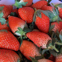 甜宝草莓大量供应欢迎新老客户前来订购