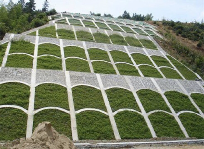 多年生黑麦草优质草坪边坡绿化草子草坪绿化草