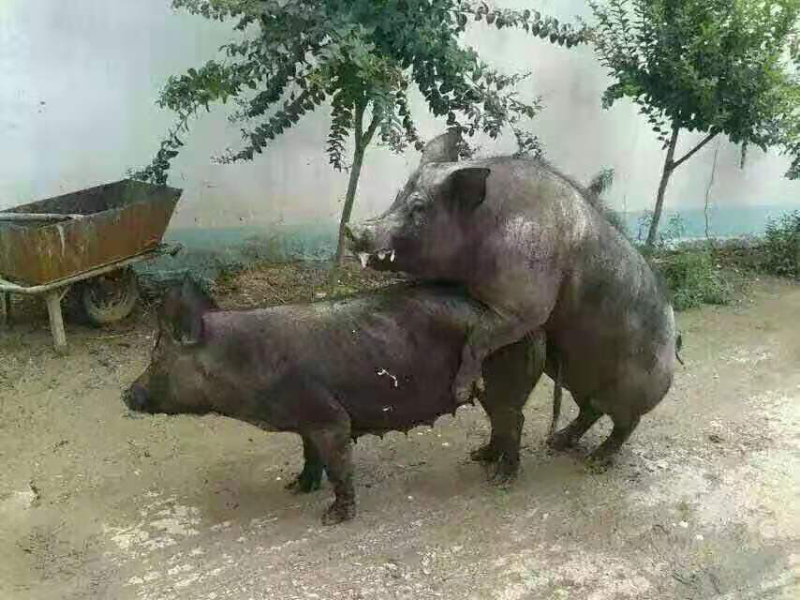 母猪苗出售