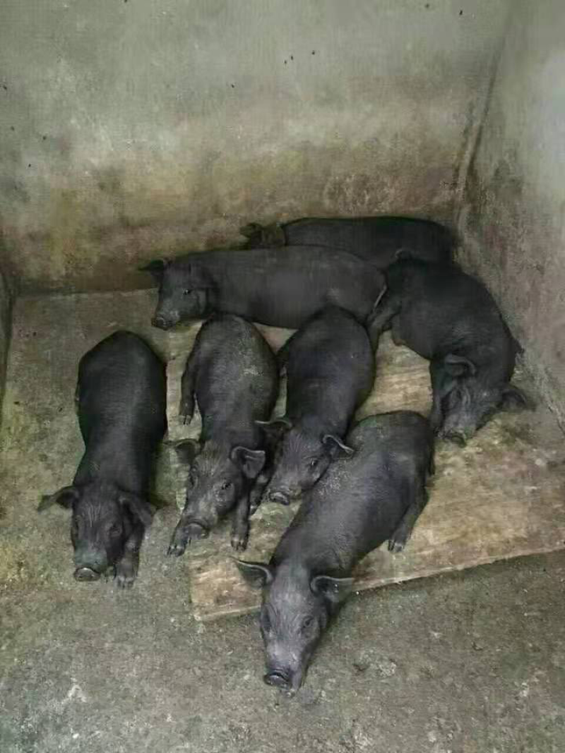 母猪苗出售