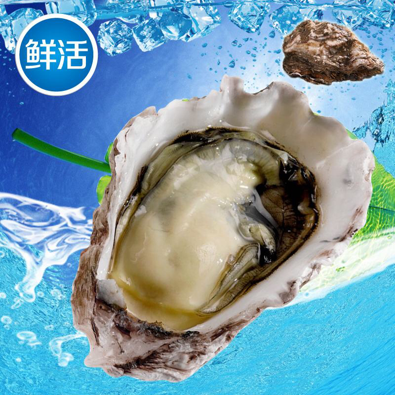 专业做牡蛎N年