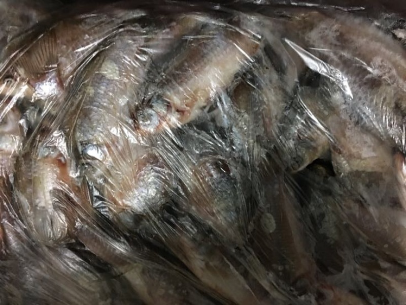 杂交鲫鱼
