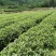 川茶二级