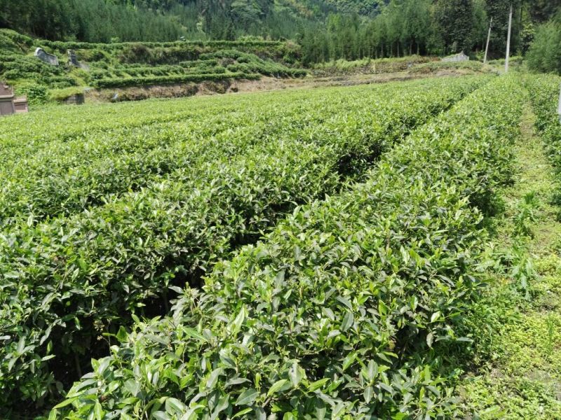 川茶二级