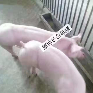 母猪苗出售