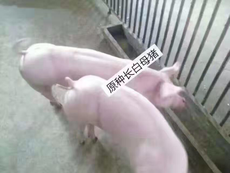 母猪苗出售