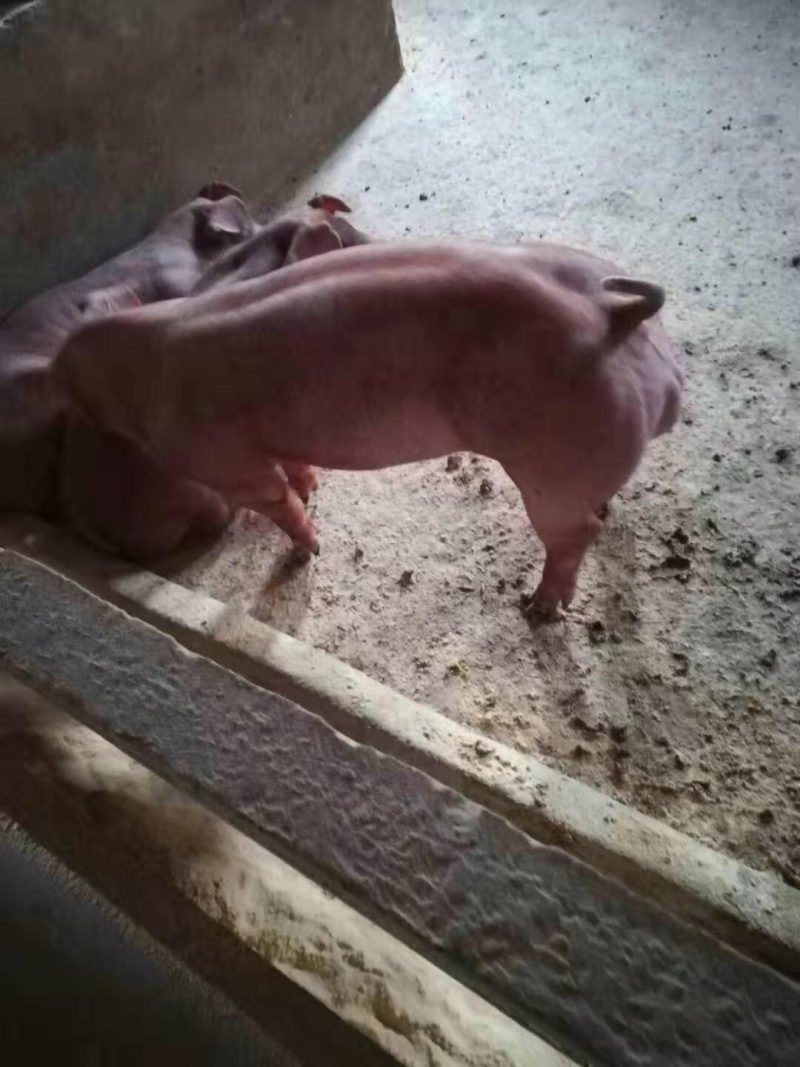 母猪苗出售