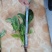大叶菠菜