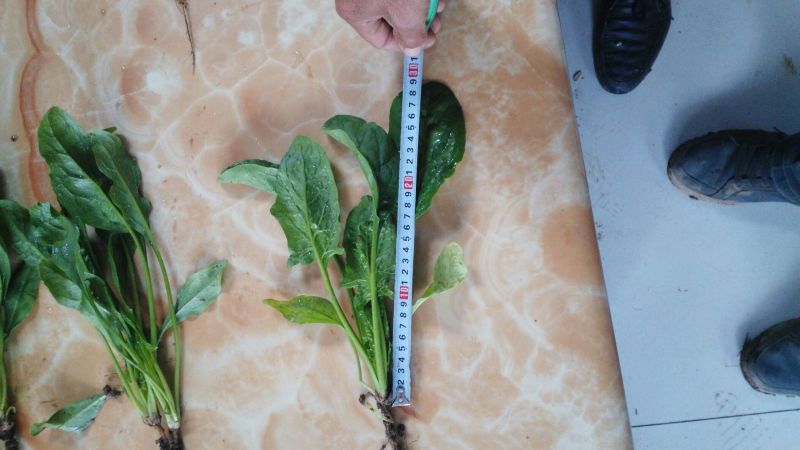 大叶菠菜