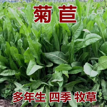菊苣是多年生牧草叶量丰富产量高鸡鸭鹅猪喜食