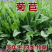 菊苣是多年生牧草叶量丰富产量高鸡鸭鹅猪喜食