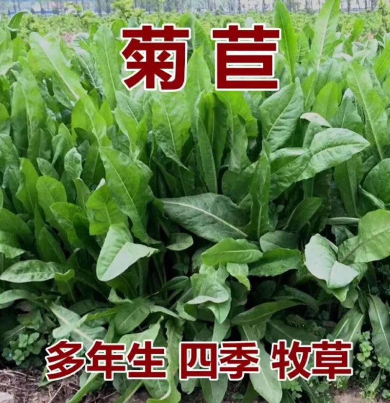 菊苣是多年生牧草叶量丰富产量高鸡鸭鹅猪喜食