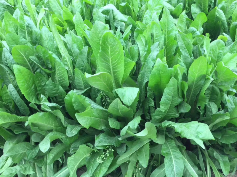 菊苣是多年生牧草叶量丰富产量高鸡鸭鹅猪喜食