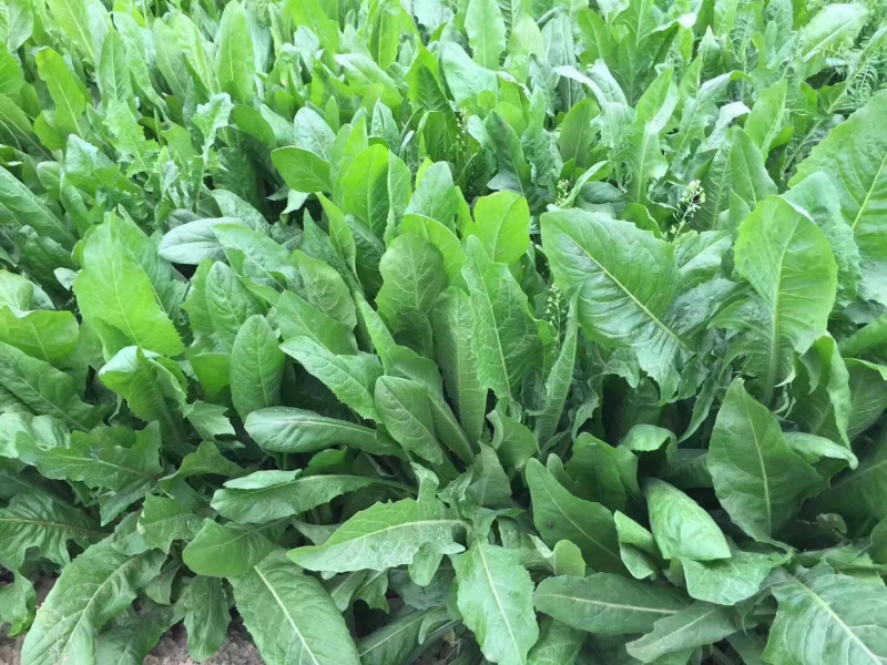 菊苣是多年生牧草叶量丰富产量高鸡鸭鹅猪喜食