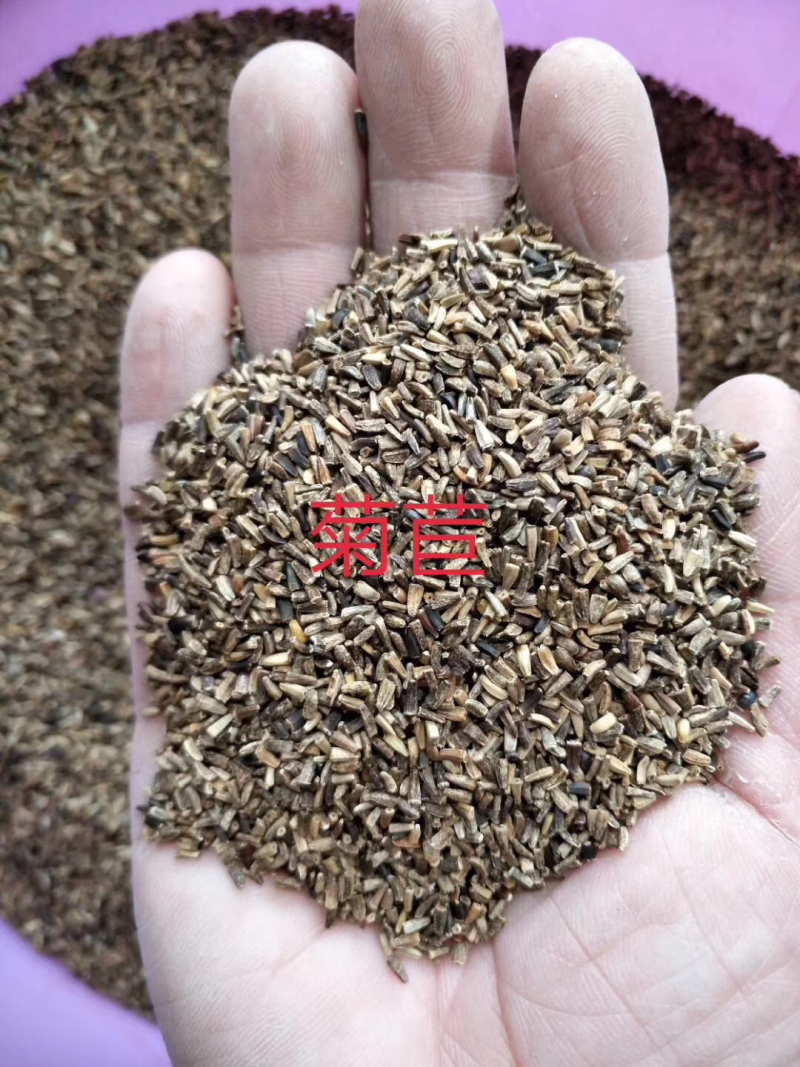 菊苣是多年生牧草叶量丰富产量高鸡鸭鹅猪喜食