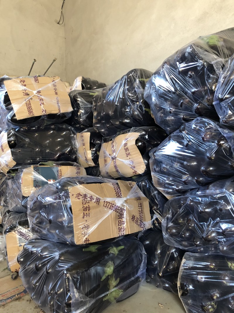 精品765二茄，新鲜现货。单个20公分以上高品质