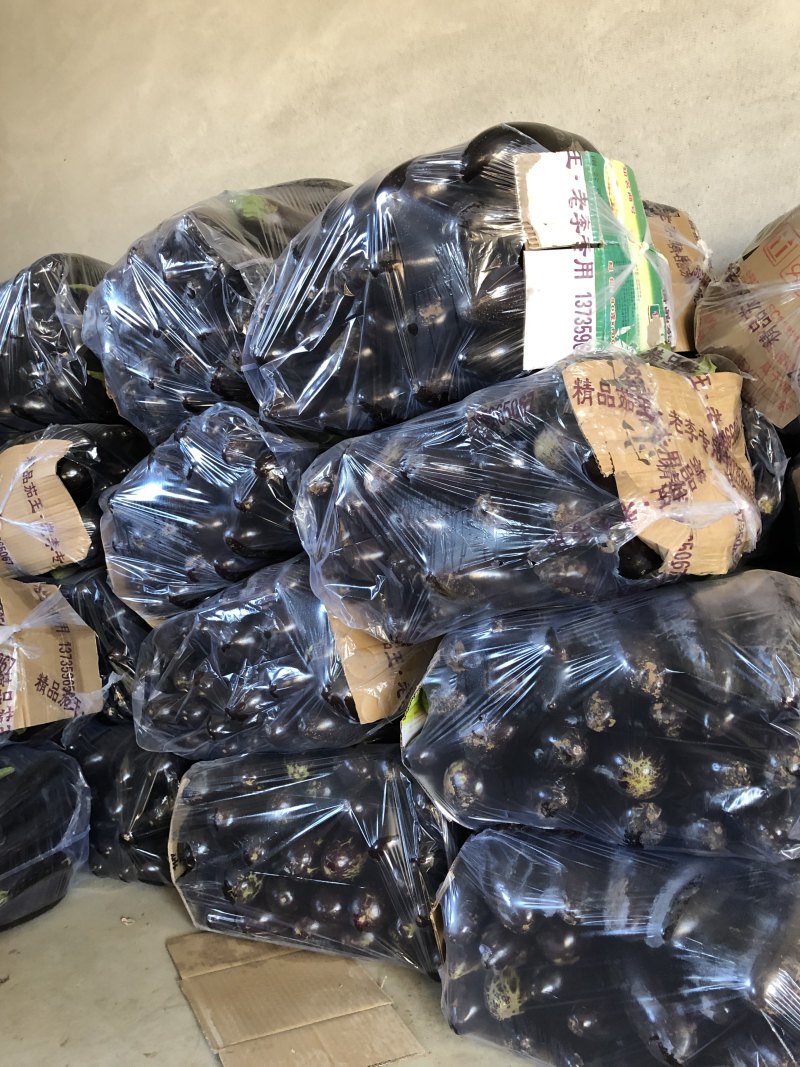 精品765二茄，新鲜现货。单个20公分以上高品质
