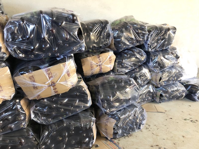 精品765二茄，新鲜现货。单个20公分以上高品质