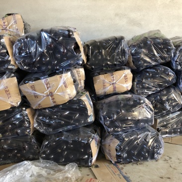 精品765二茄，新鲜现货。单个20公分以上高品质