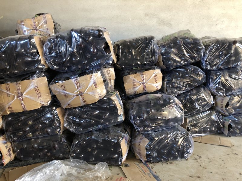 精品765二茄，新鲜现货。单个20公分以上高品质