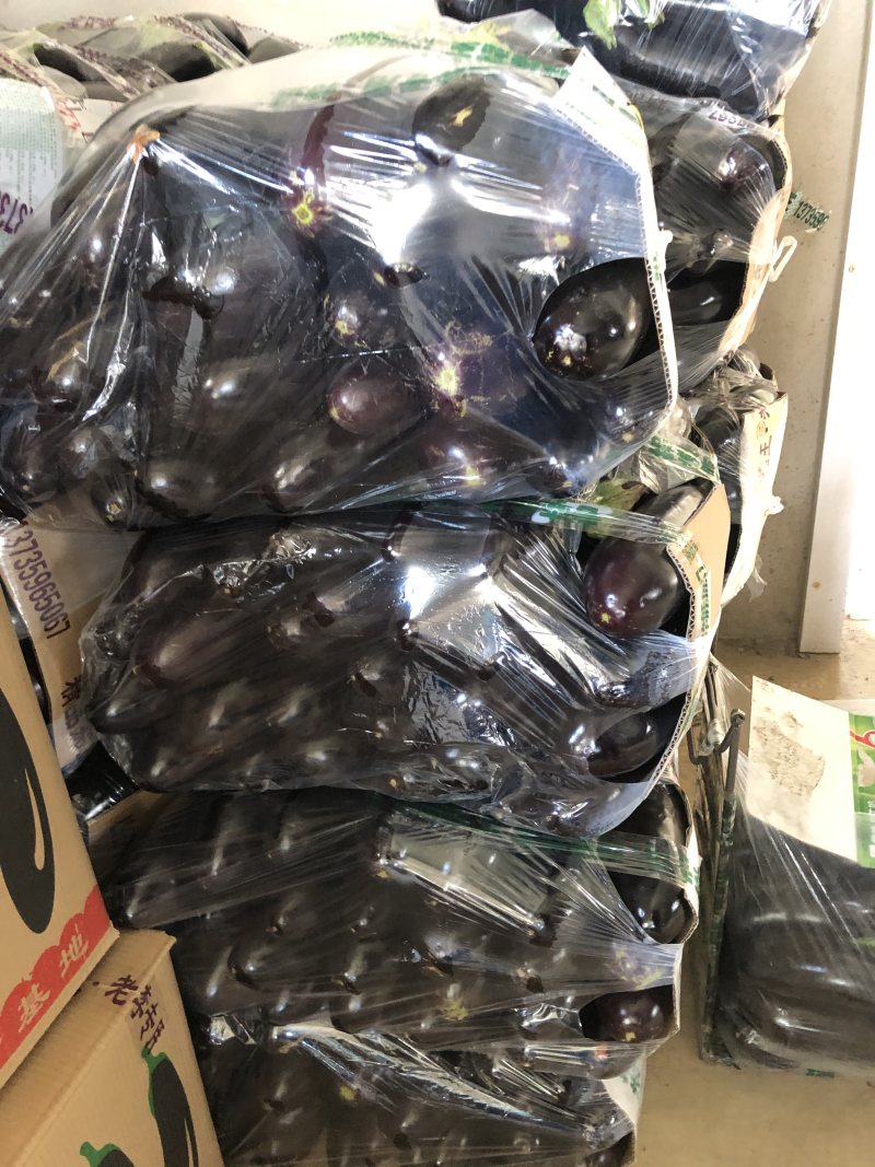 精品765二茄，新鲜现货。单个20公分以上高品质