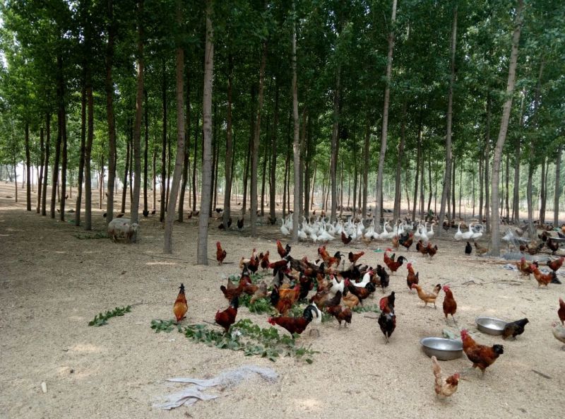 禽畜牧蛋肉