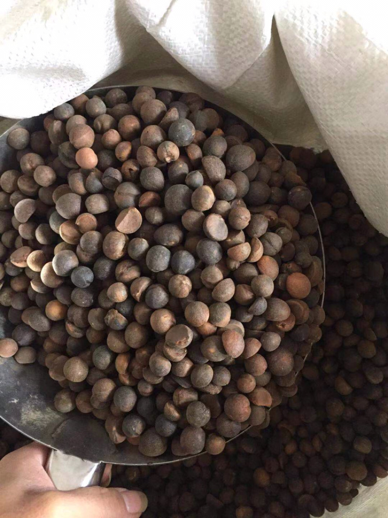 茶子