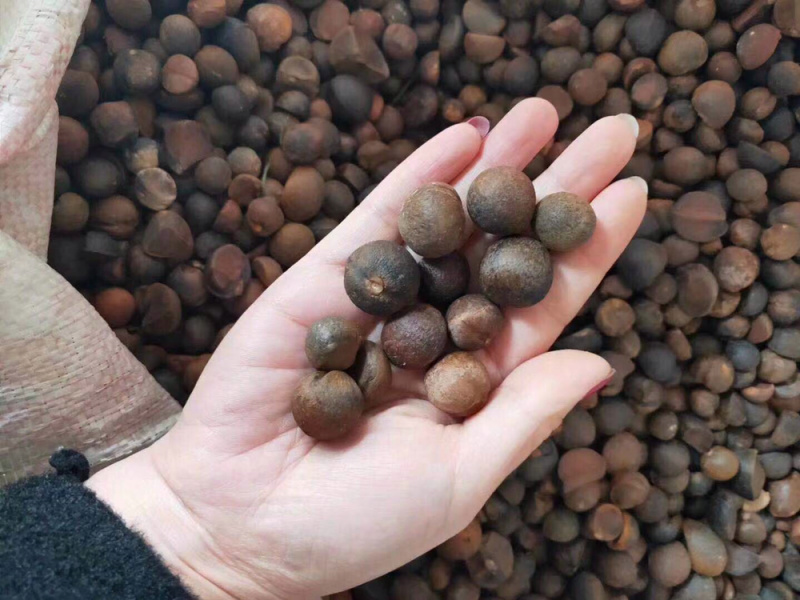茶子