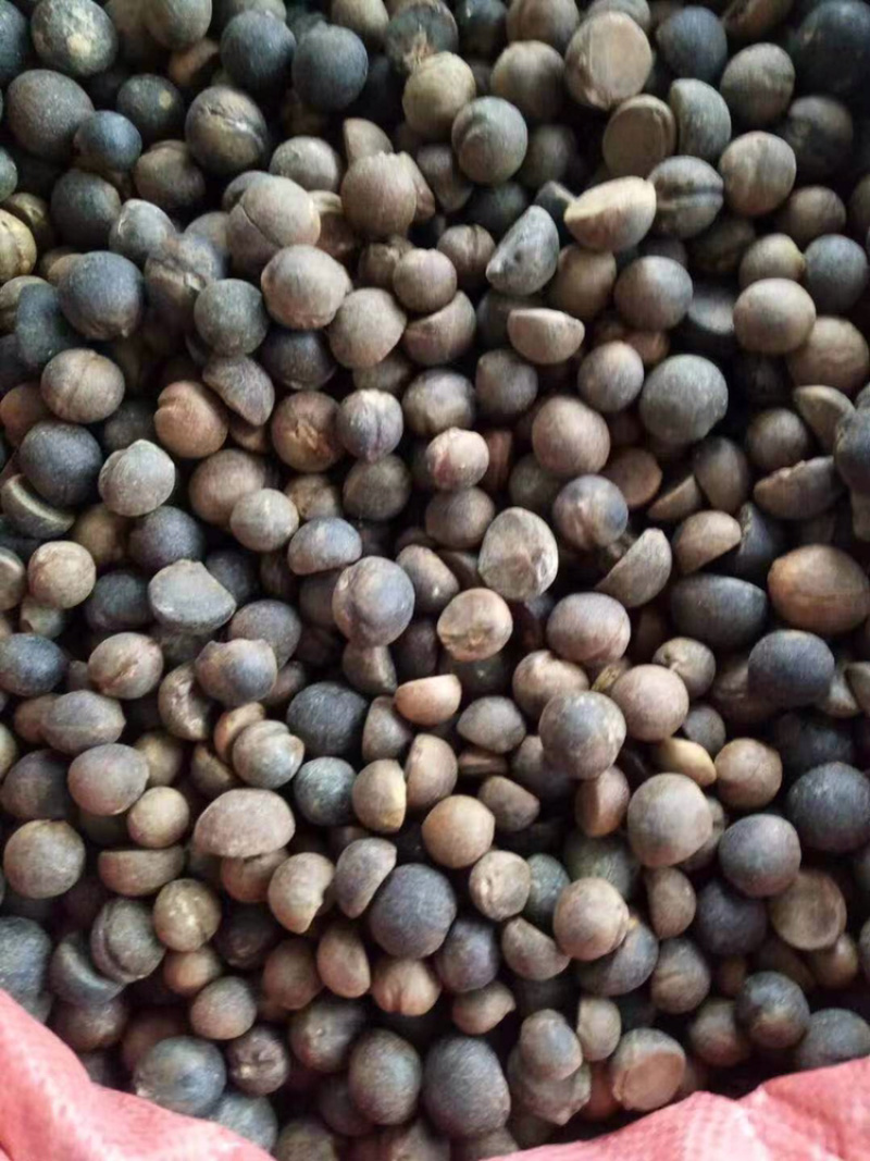 茶子