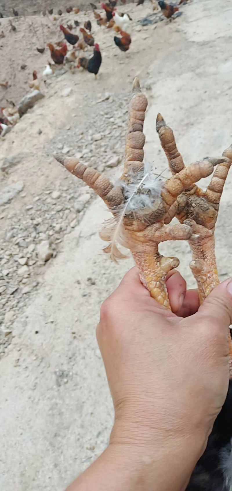 金华土鸡
