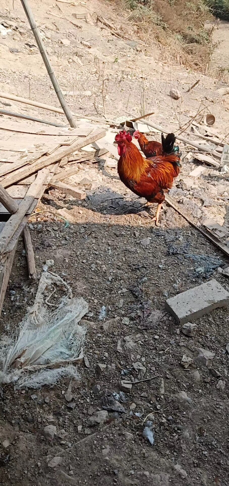 金华土鸡