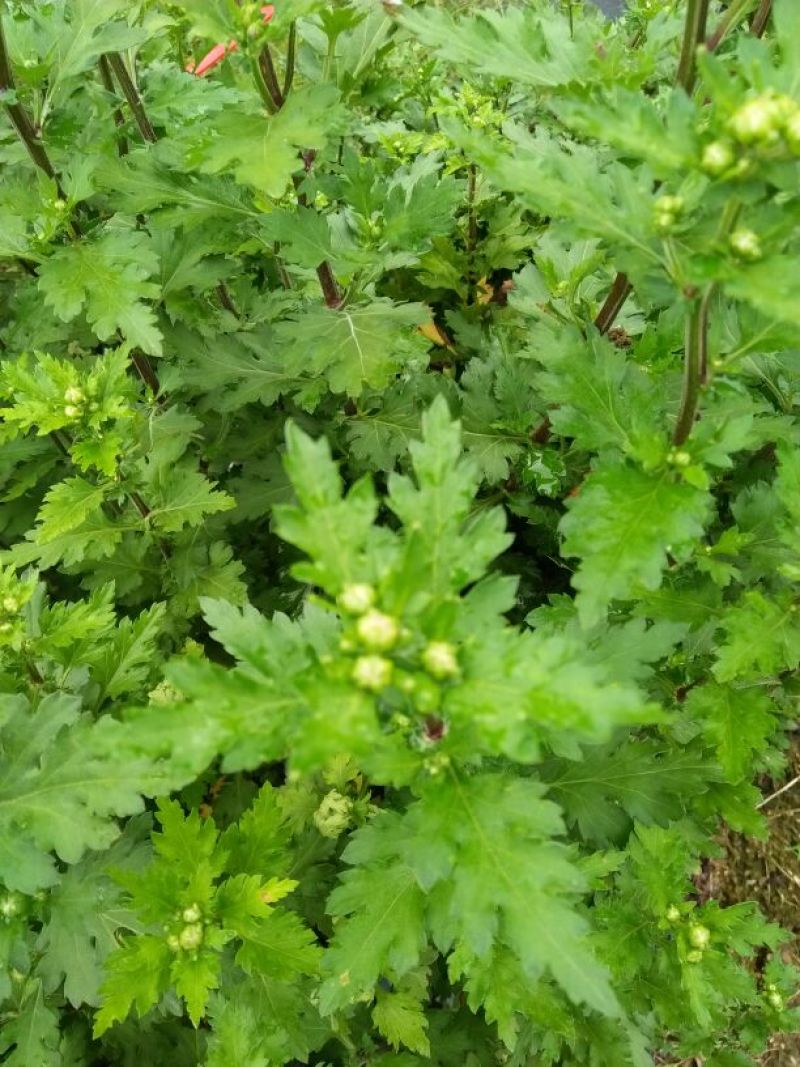 菊花茶
