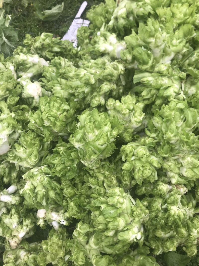 儿菜