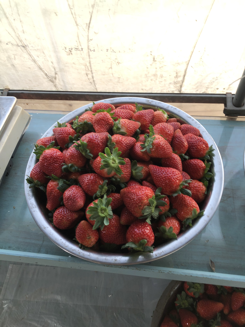 草莓，嘉善本地草莓，红叶等