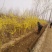 黄山栾树4~6cm6~8cm8~10cm10~12c