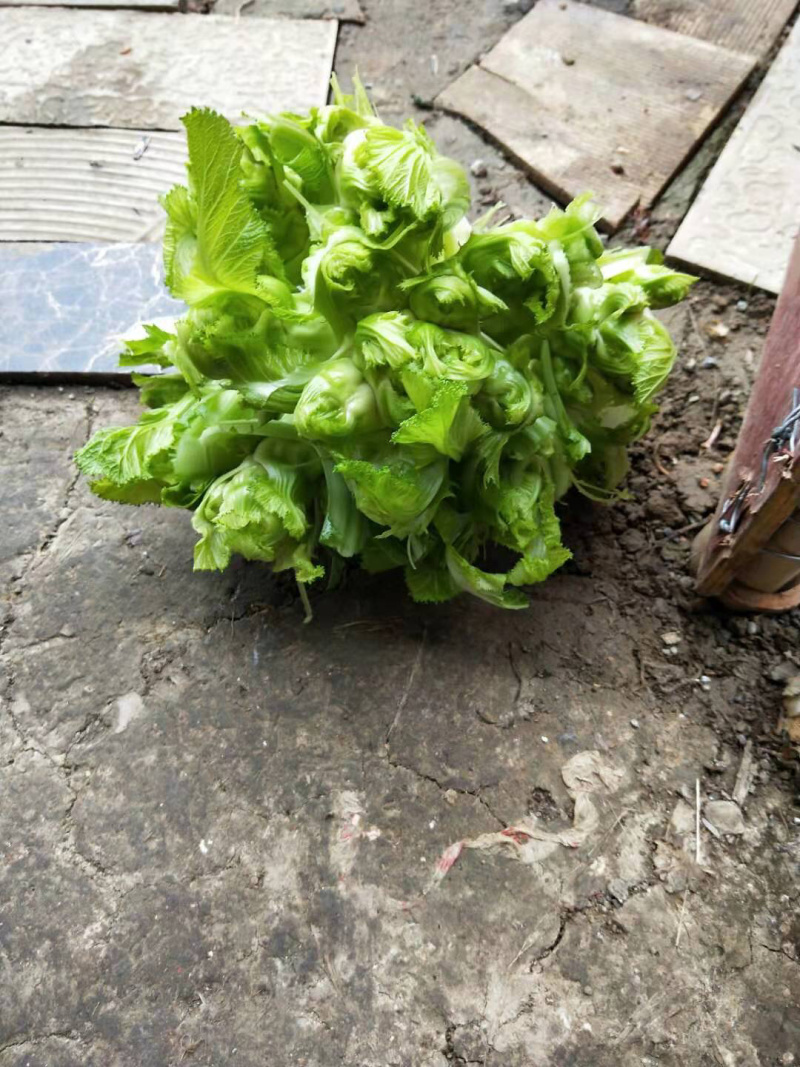 儿菜