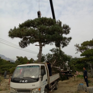 造型松14公分
