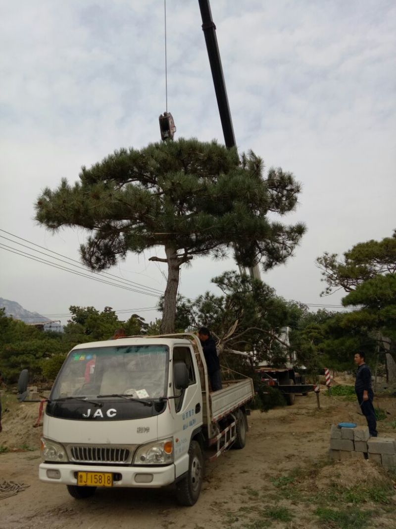 造型松14公分