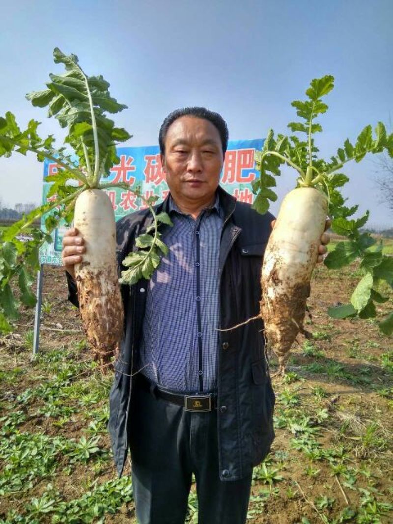 白玉春白萝卜2~2.5斤起