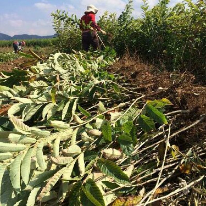 板栗树嫁接苗大红袍板栗苗树锥栗树苗晚熟早熟南北方种植