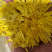 金丝皇菊