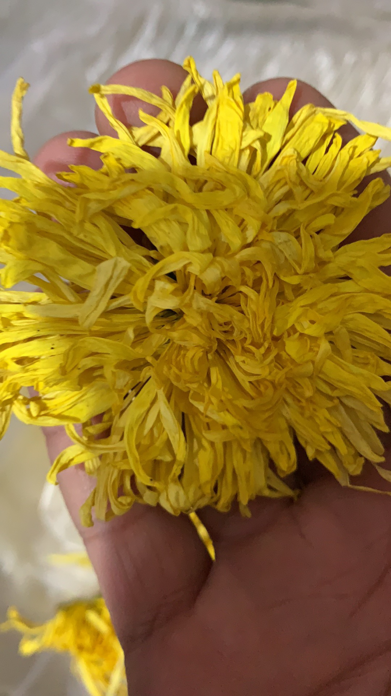 金丝皇菊