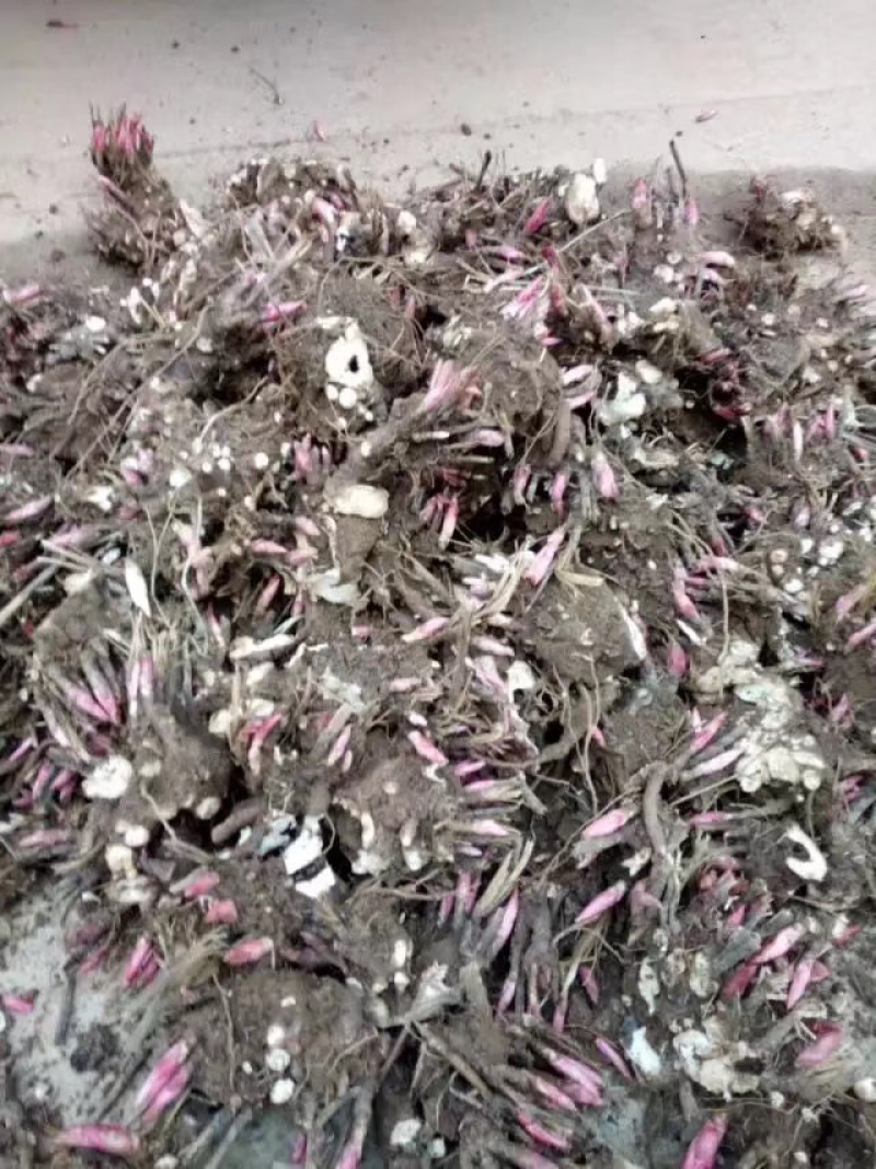 白芍芽