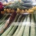 鲜花丝瓜40厘米以上