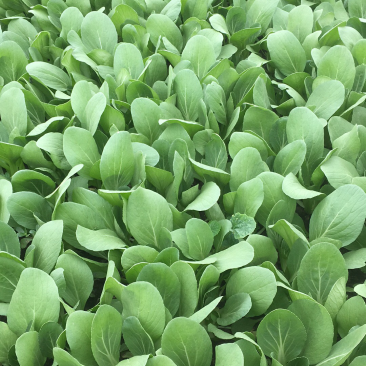油菜
