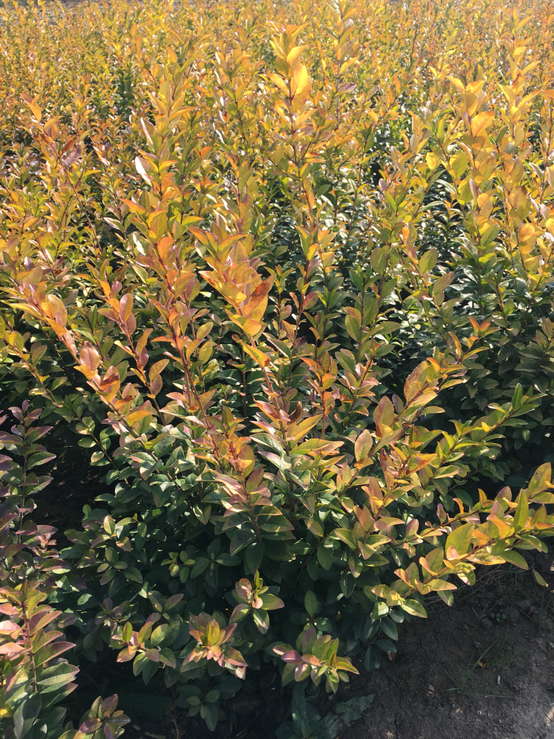金叶女贞球，金叶女贞冠幅40高度50左右